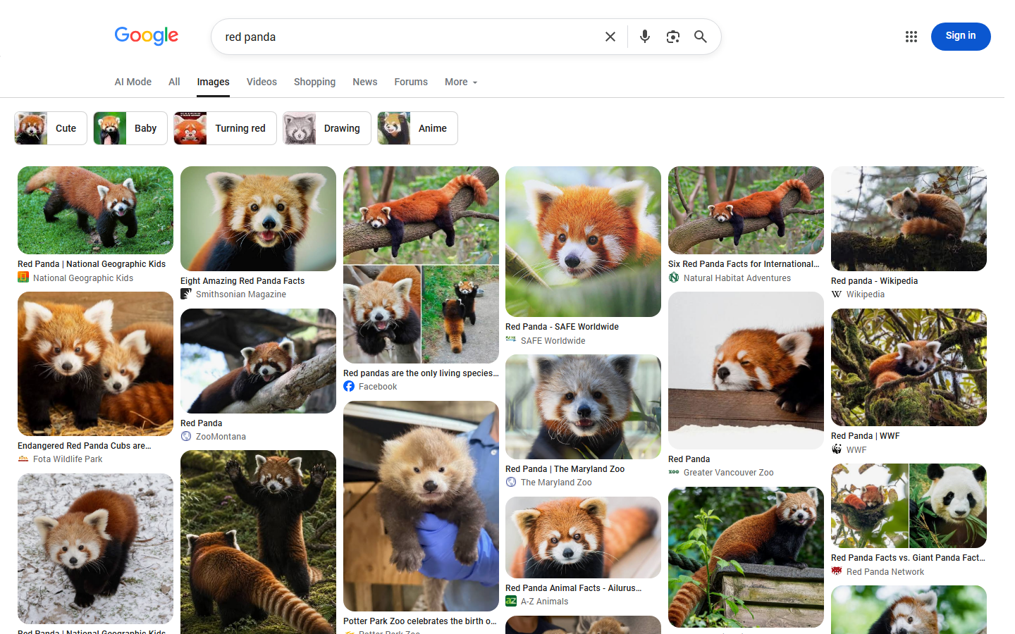 Google Images results for red panda that Google Images Scraper turns into rows